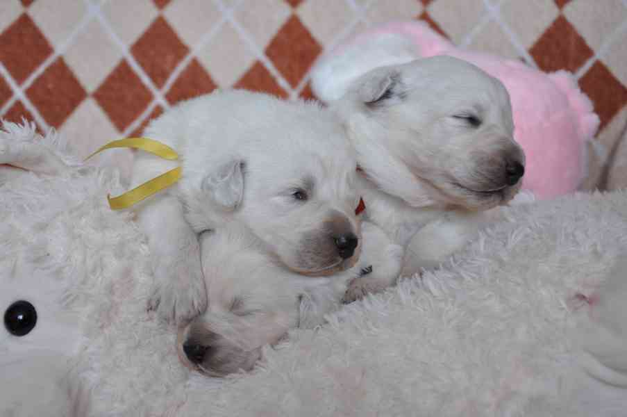 Slovenský čuvač - štěňátka s PP  - foto 7