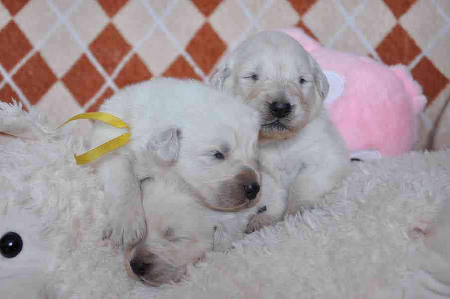 Slovenský čuvač - štěňátka s PP  - foto 9