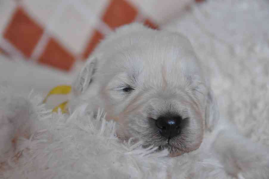 Slovenský čuvač - štěňátka s PP  - foto 3