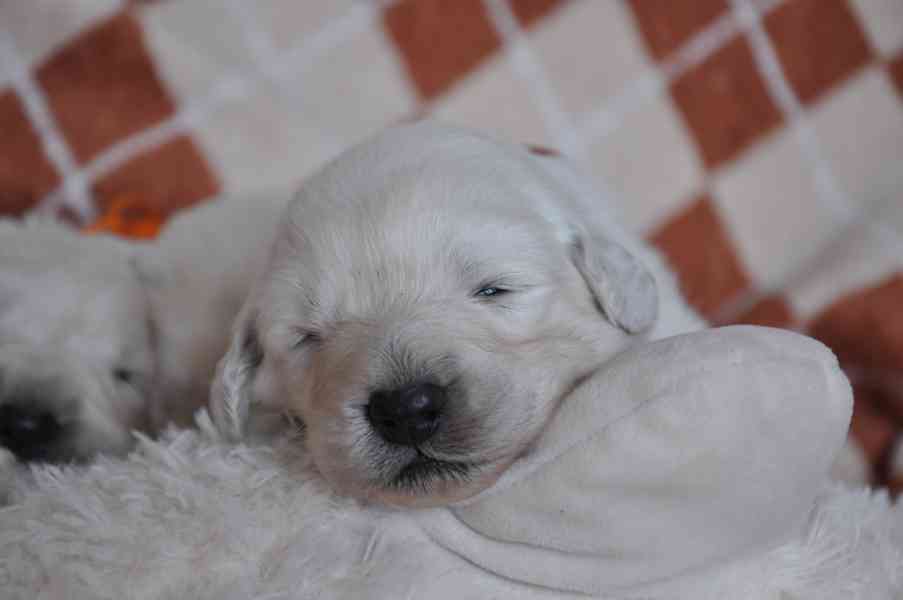 Slovenský čuvač - štěňátka s PP  - foto 5