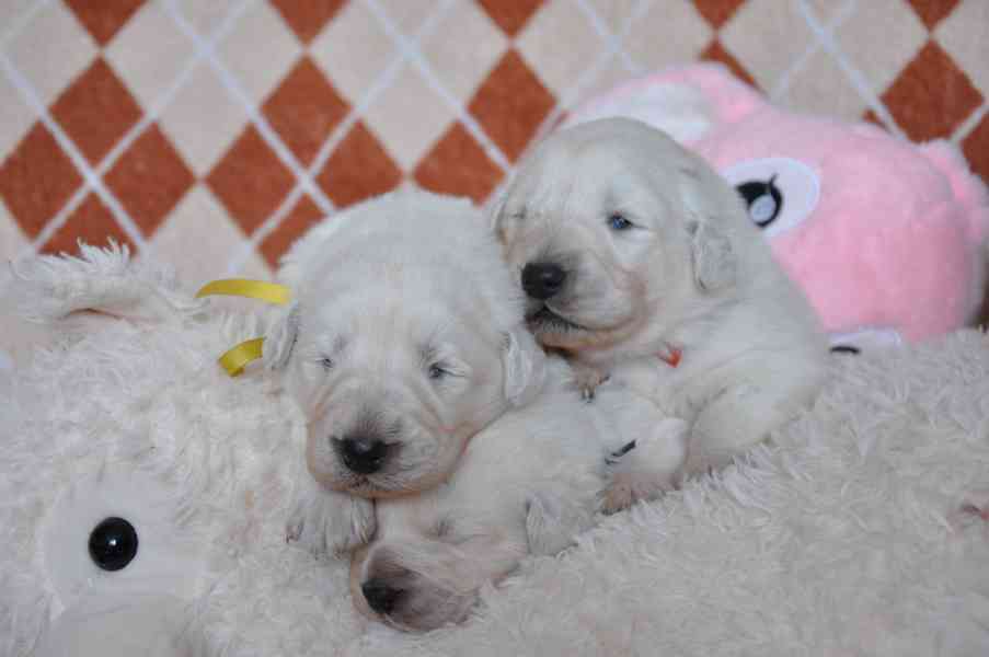 Slovenský čuvač - štěňátka s PP  - foto 8