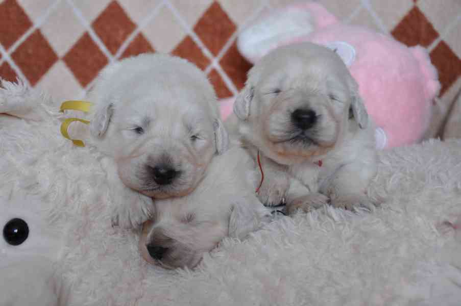 Slovenský čuvač - štěňátka s PP  - foto 4