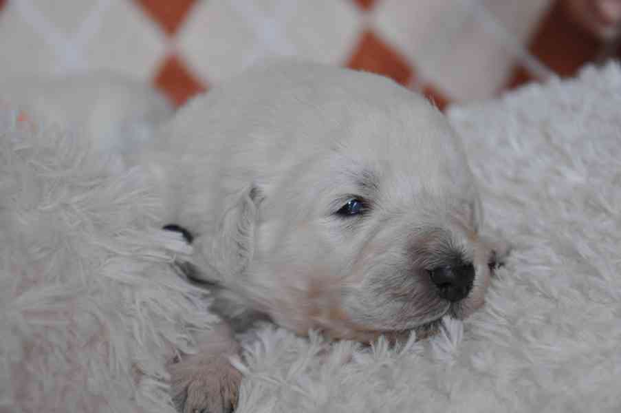 Slovenský čuvač - štěňátka s PP  - foto 6