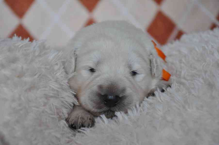 Slovenský čuvač - štěňátka s PP  - foto 2