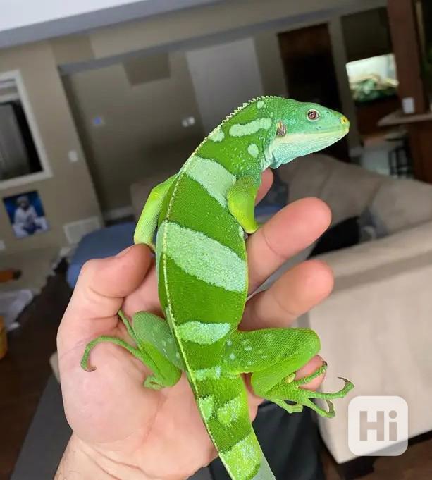 Samec páskovaného fidžijského leguána - foto 1