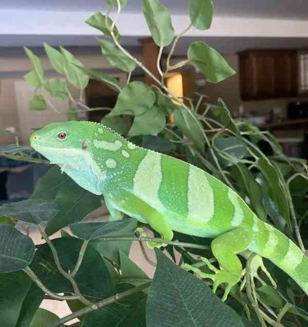 Samec páskovaného fidžijského leguána - foto 2