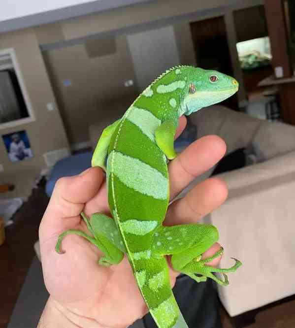 Samec páskovaného fidžijského leguána - foto 1