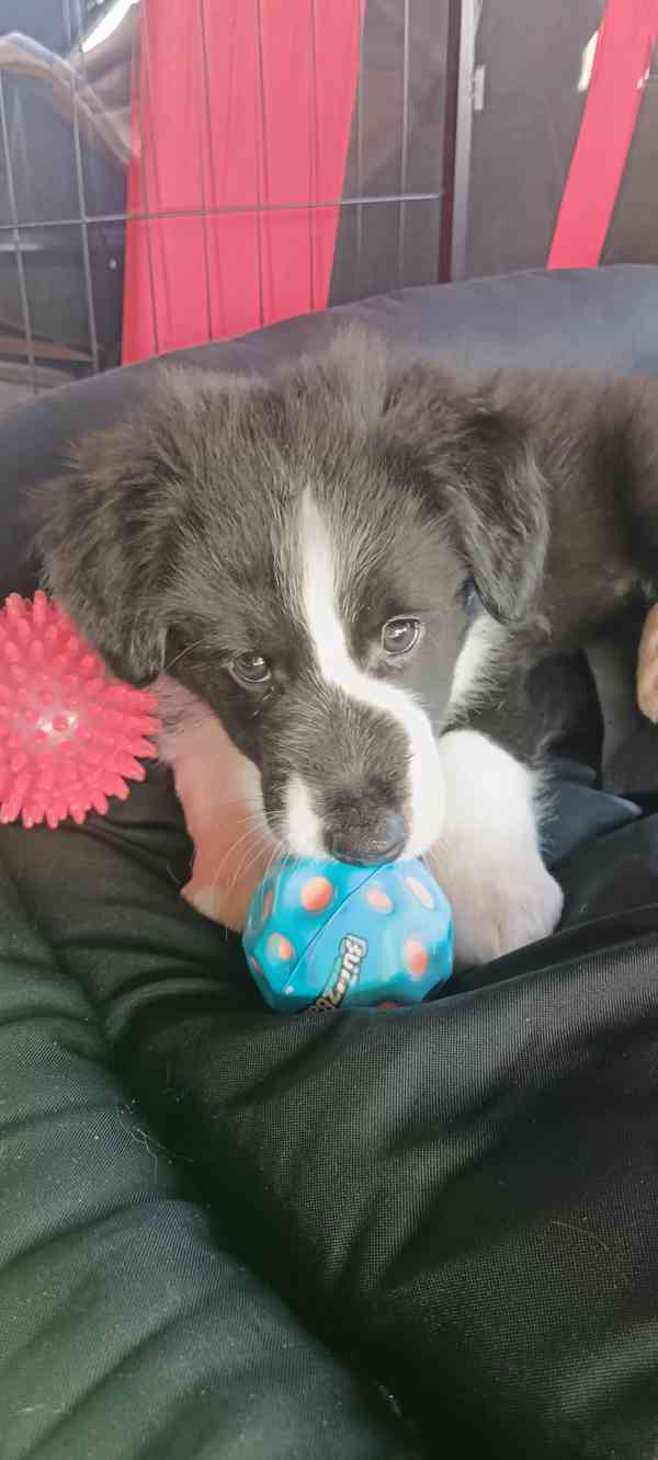 Štěňátka borderkolie  - foto 4