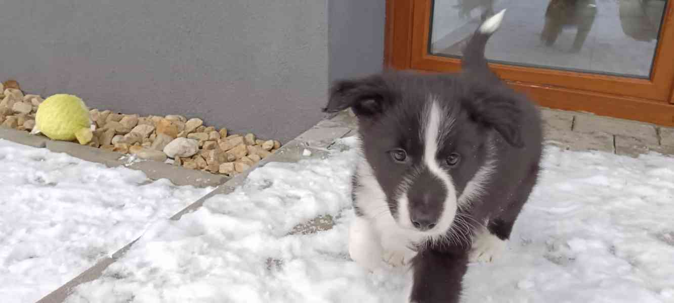 Štěňátka borderkolie  - foto 3