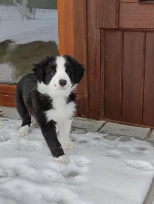 Štěňátka borderkolie  - foto 2