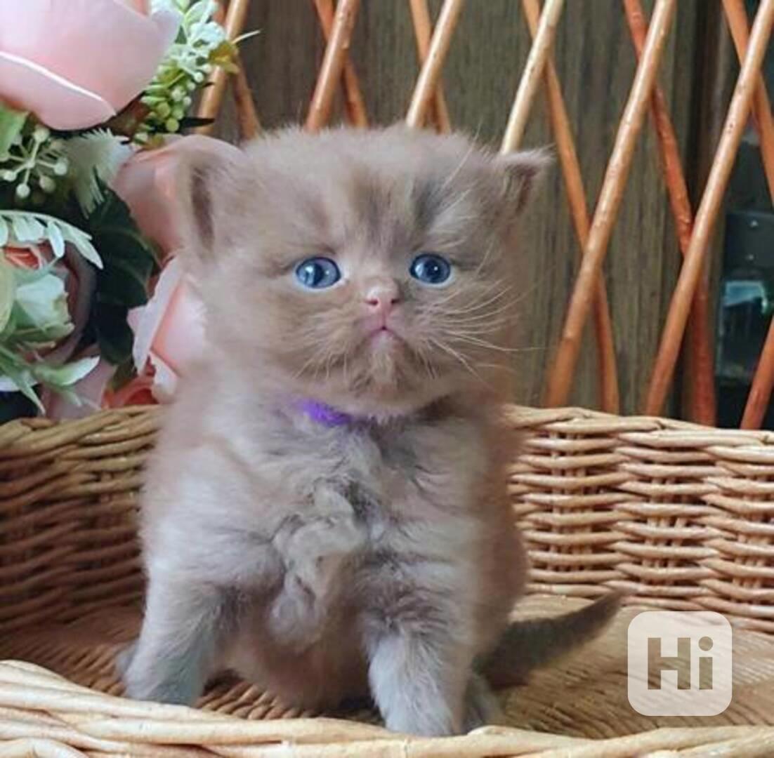 Britská krátkosrstá koťata - foto 1
