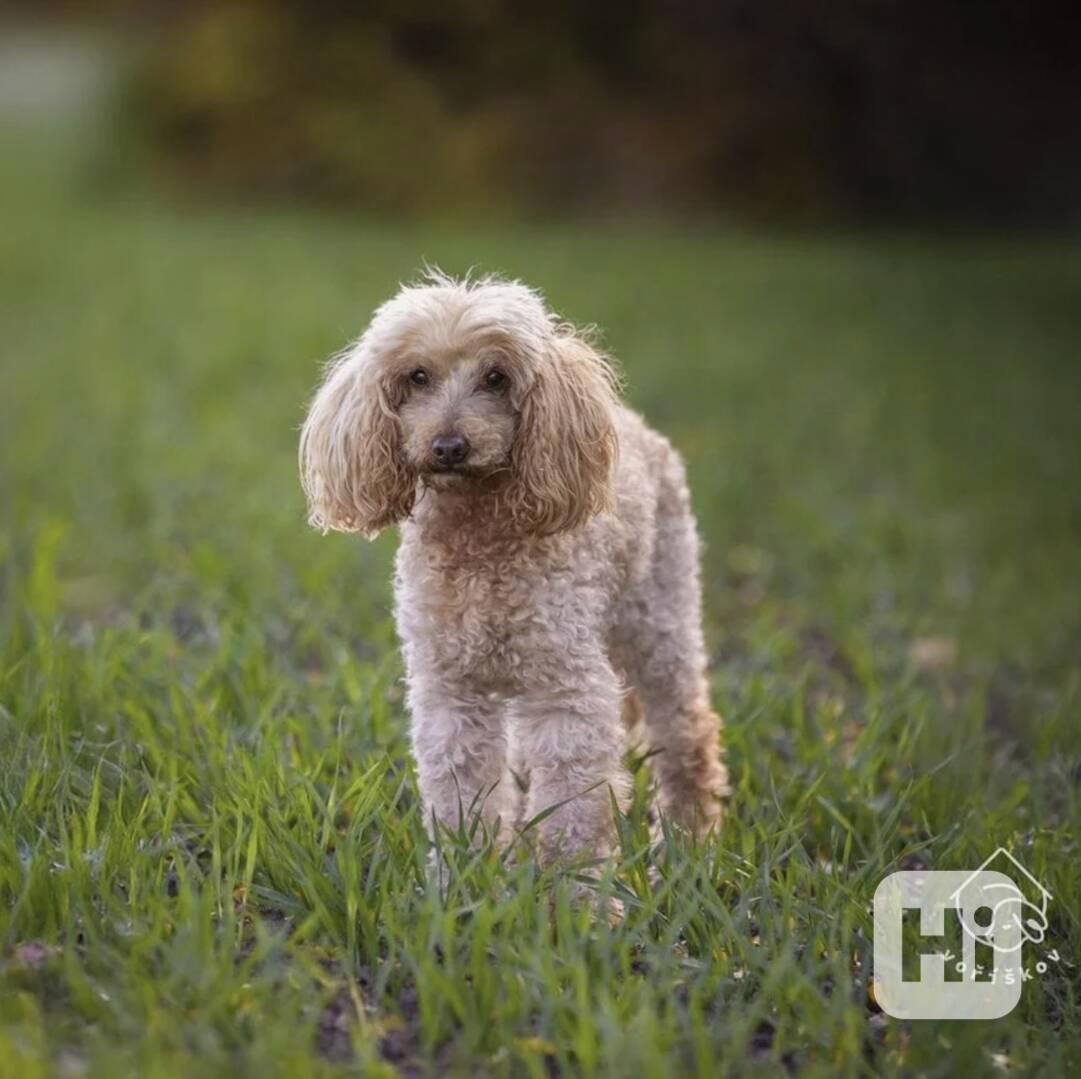 Kori z útulku Voříškov - foto 1