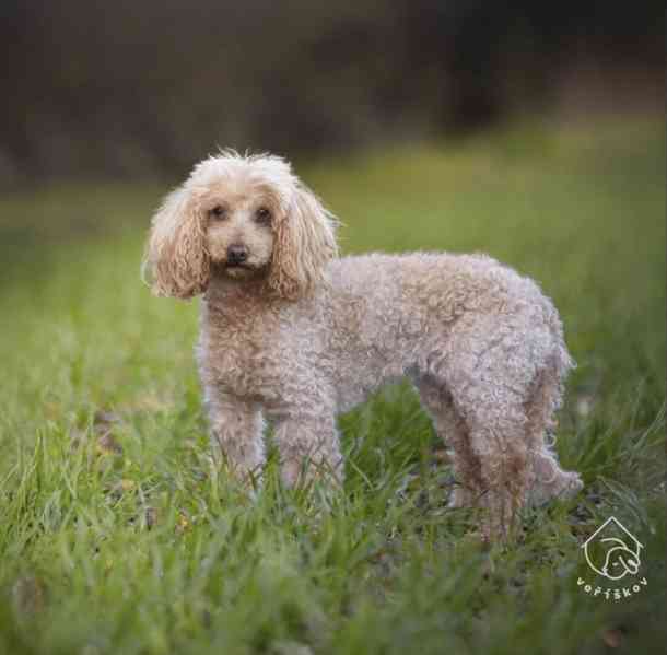 Kori z útulku Voříškov - foto 2