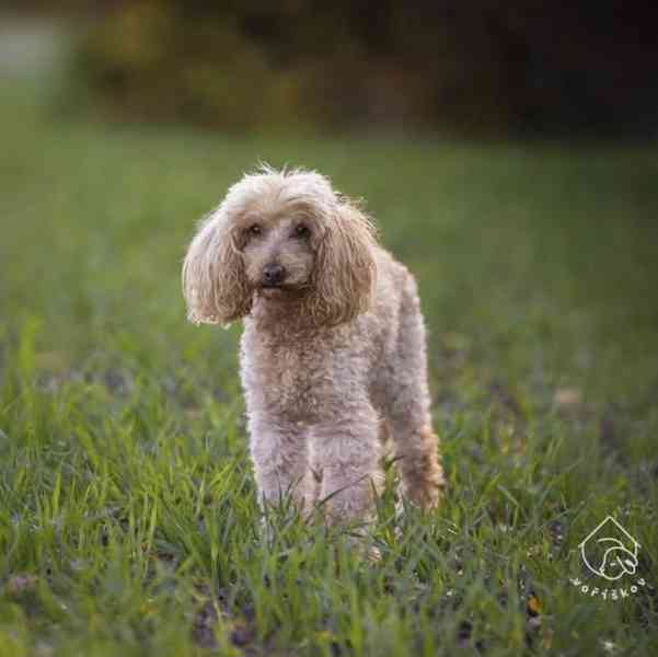 Kori z útulku Voříškov - foto 1