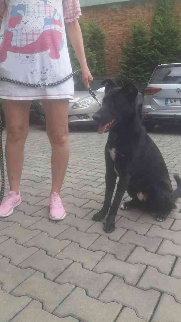 Daruji pejska - foto 2