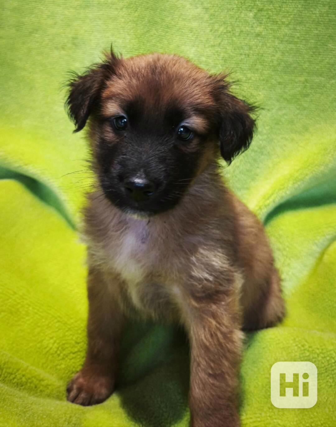 Nabízíme štěňata - narozena 27.12.26, kříženci ovčáka - foto 1