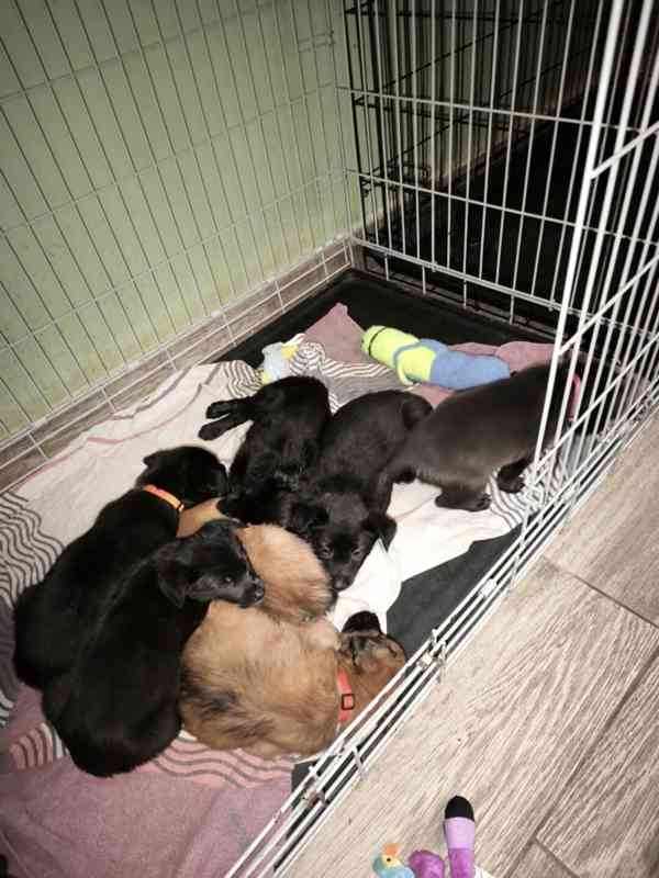 Nabízíme štěňata - narozena 27.12.26, kříženci ovčáka - foto 11