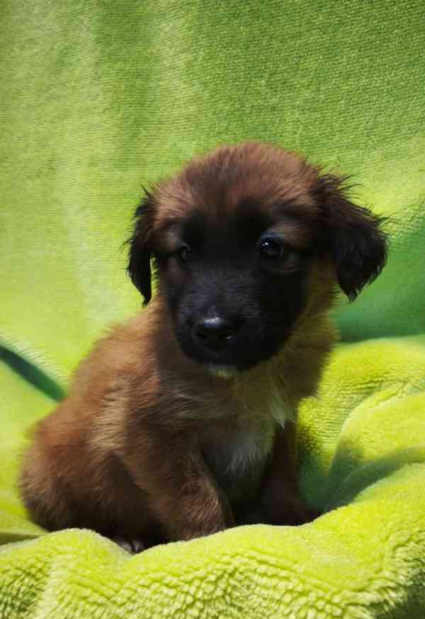 Nabízíme štěňata - narozena 27.12.26, kříženci ovčáka - foto 5