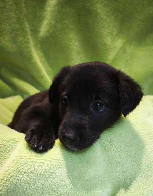 Nabízíme štěňata - narozena 27.12.26, kříženci ovčáka - foto 8