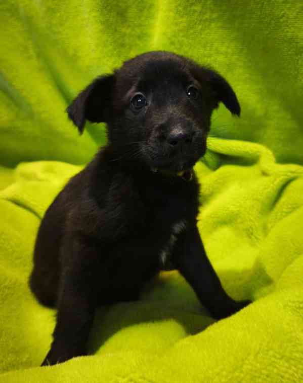 Nabízíme štěňata - narozena 27.12.26, kříženci ovčáka - foto 13