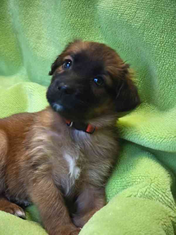 Nabízíme štěňata - narozena 27.12.26, kříženci ovčáka - foto 9