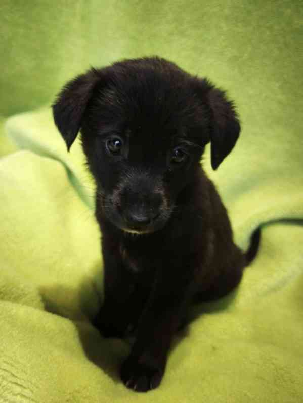 Nabízíme štěňata - narozena 27.12.26, kříženci ovčáka - foto 6