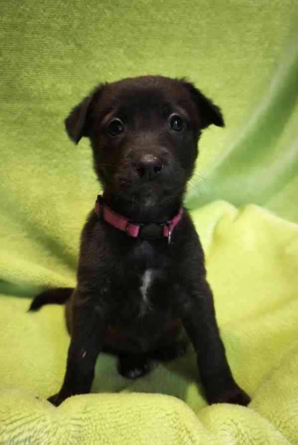 Nabízíme štěňata - narozena 27.12.26, kříženci ovčáka - foto 2