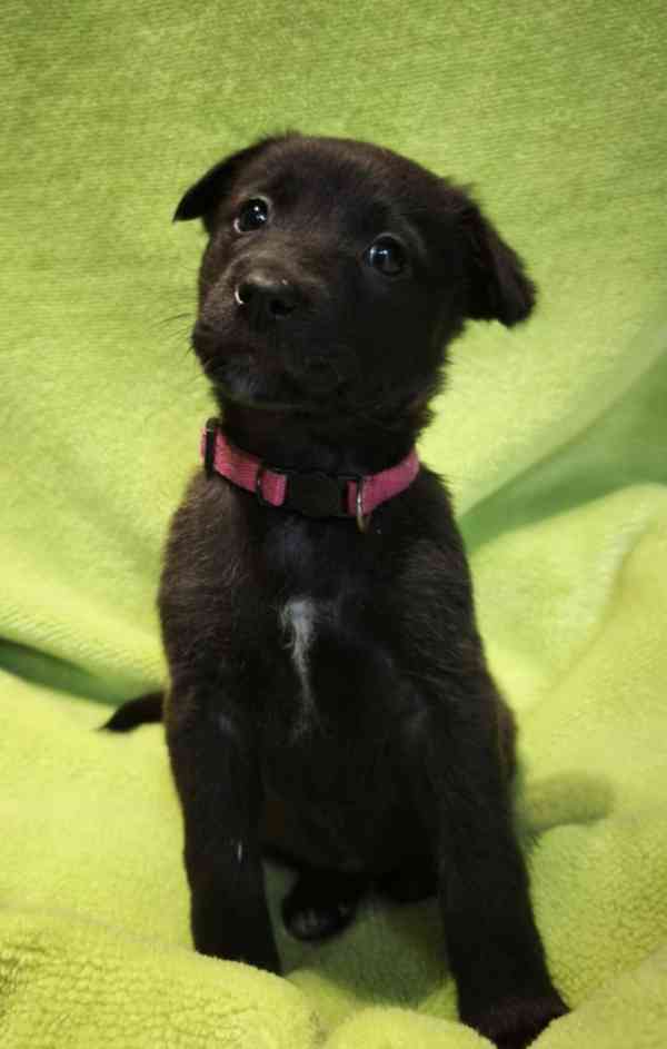 Nabízíme štěňata - narozena 27.12.26, kříženci ovčáka - foto 3