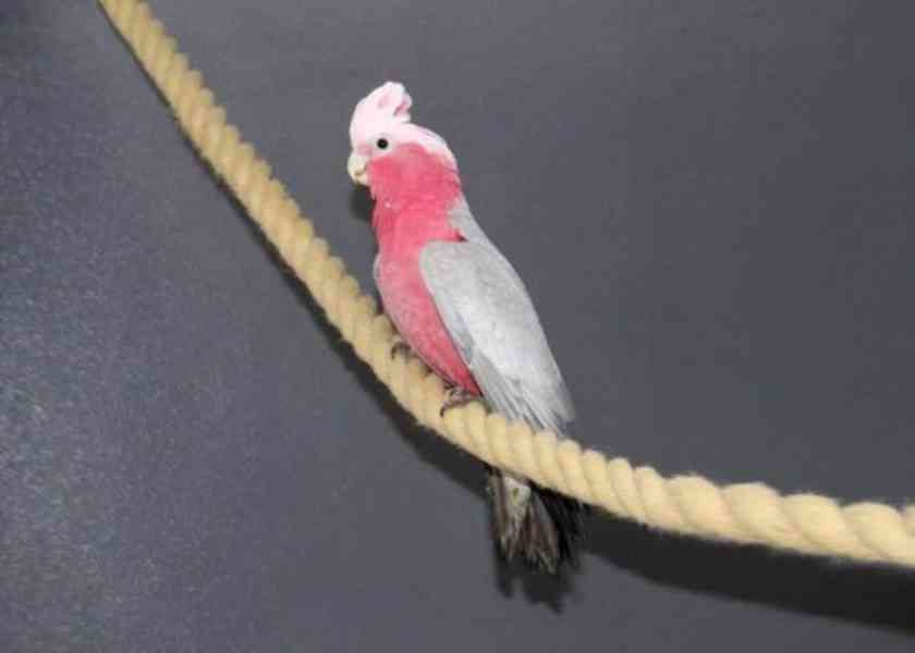 Kakadu růžový, odchov - foto 1