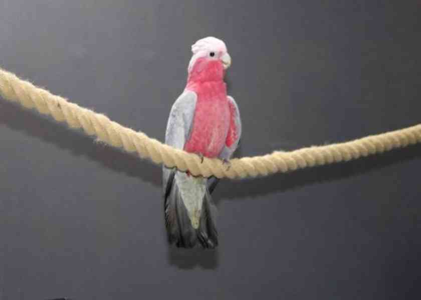 Kakadu růžový, odchov - foto 2