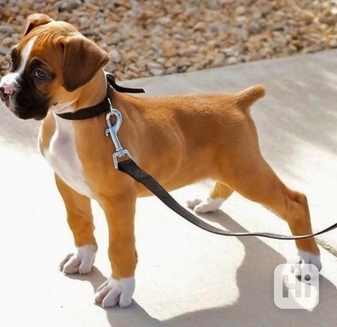 Krásná štěňata boxerů. Vrh krásných štěňat boxerů - foto 1