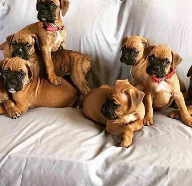 Krásná štěňata boxerů. Vrh krásných štěňat boxerů - foto 2