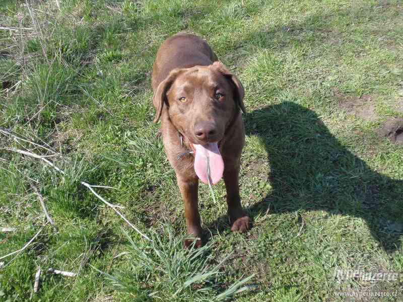 Hledám černého labradora - foto 1
