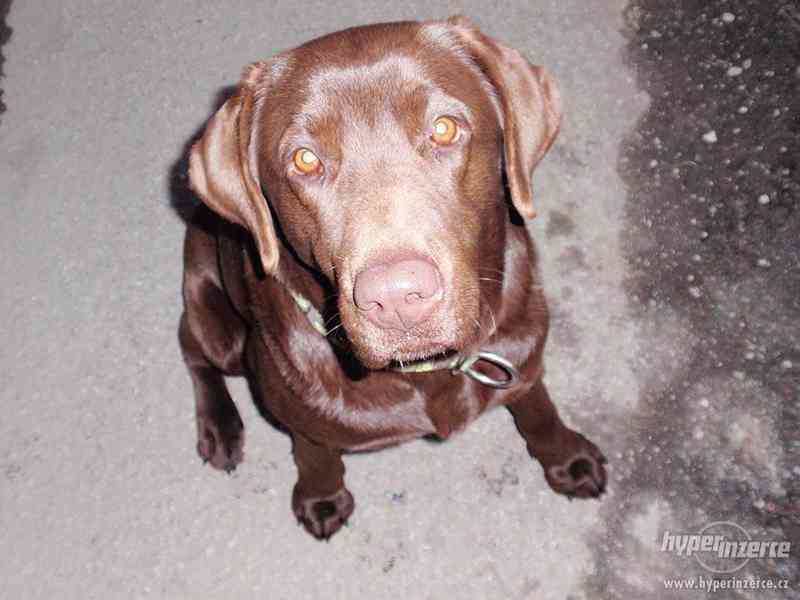 Hledám černého labradora - foto 2