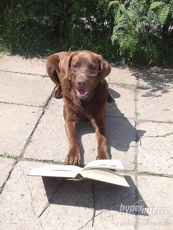 Hledám černého labradora - foto 3