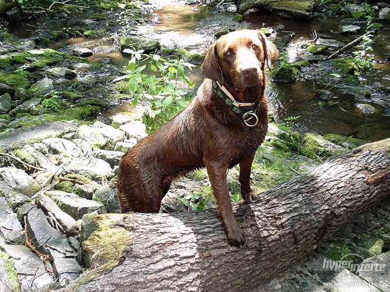 Hledám černého labradora - foto 4