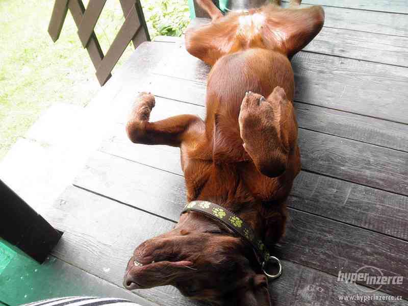 Hledám černého labradora - foto 5