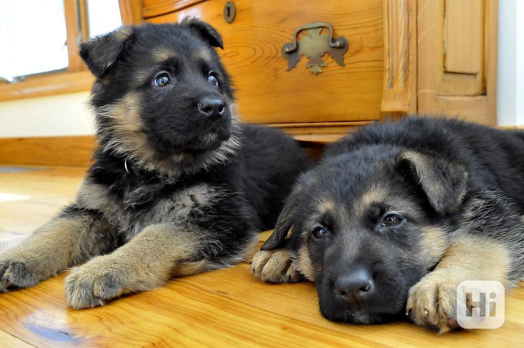 Kvalitní štěňata německého ovčáka Prodám kvalitní štěňata ně - foto 1