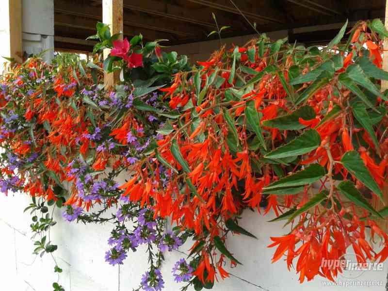 Zahradnictví Valinová Begonia boliviensis Bonfíre - foto 1