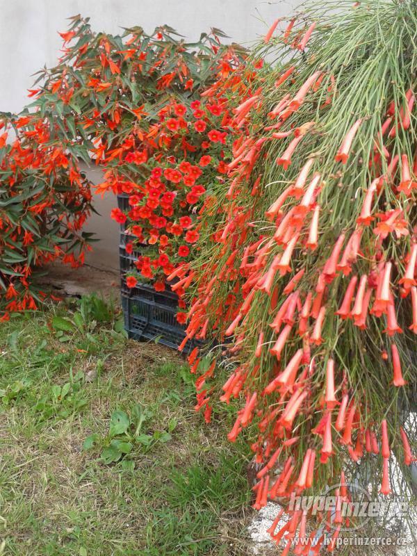 Zahradnictví Valinová Begonia boliviensis Bonfíre - foto 2