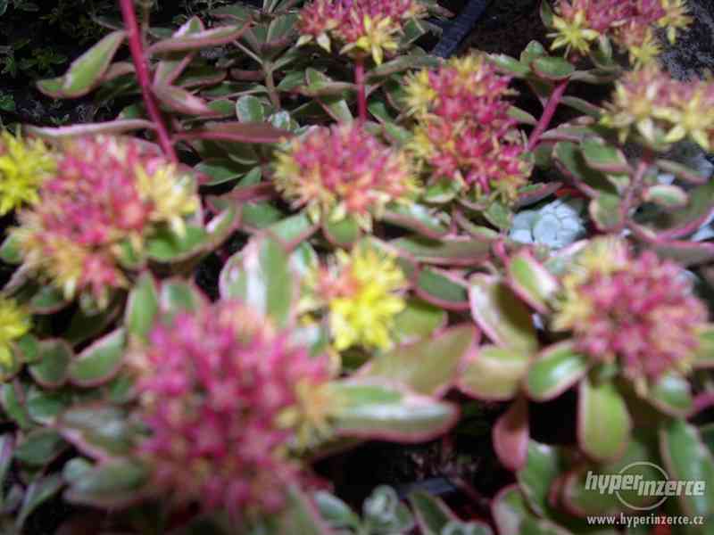 Zahradnictví Valinová Begonia boliviensis Bonfíre - foto 4