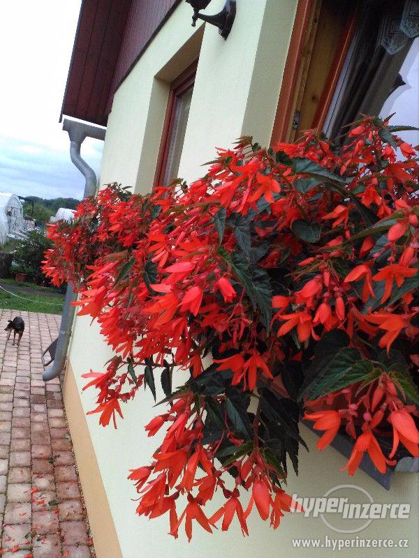 Zahradnictví Valinová Begonia boliviensis Bonfíre - foto 7