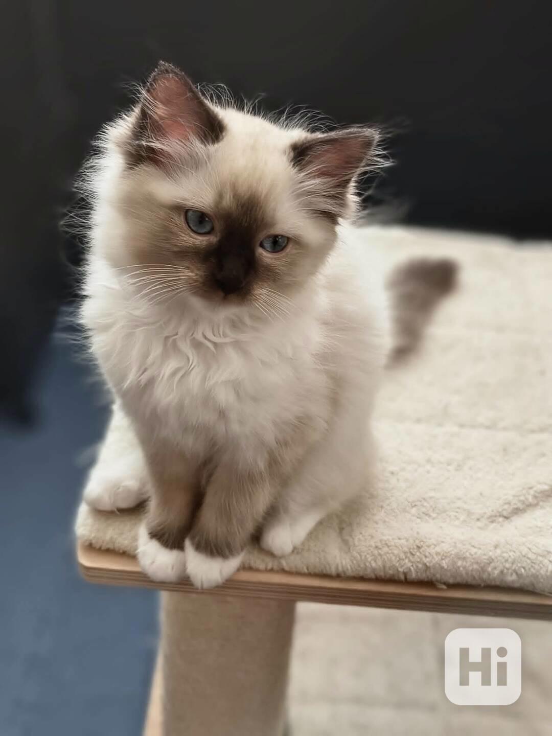Ragdoll - foto 1