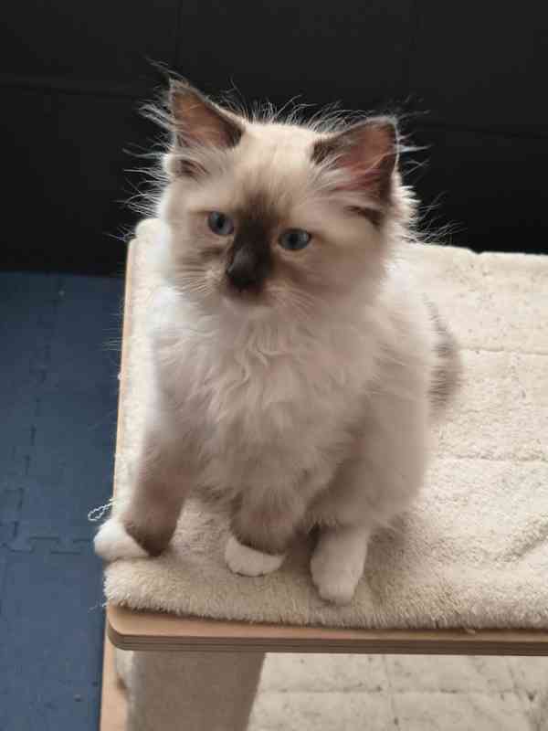 Ragdoll - foto 2