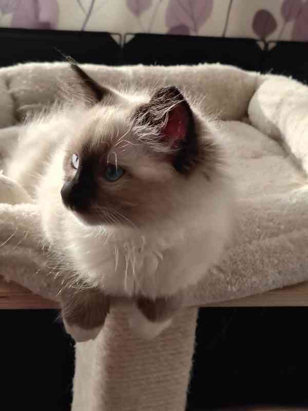Ragdoll - foto 3