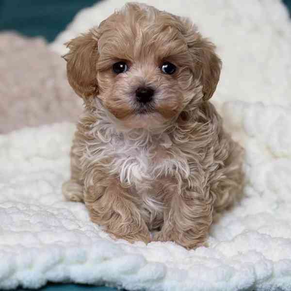 Tato rozkošná štěňátka maltipoo - foto 1