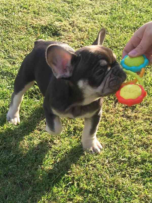 Dvě zdravá štěňata francouzského buldočka - foto 1