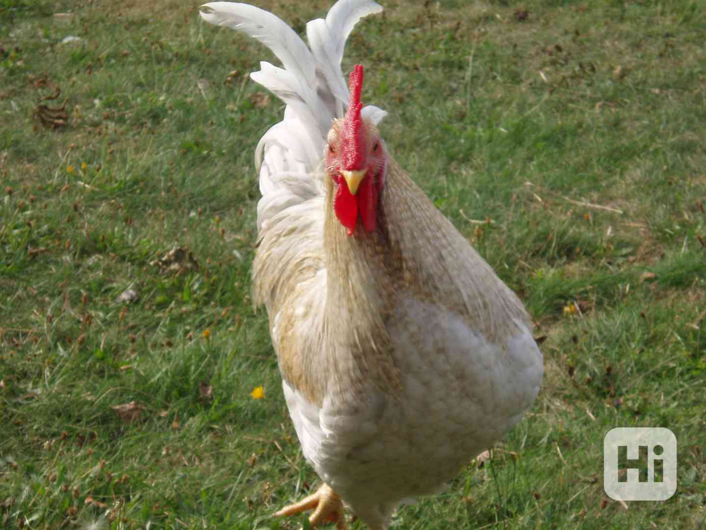 Prodám kohouta do chovu - foto 1