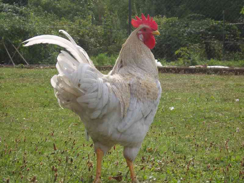 Prodám kohouta do chovu - foto 4