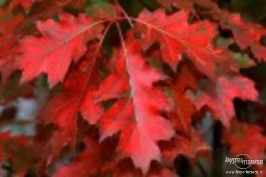 Dub červený - sazenice vel. 25 - 35 cm - foto 1